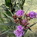 Vernonia crinita